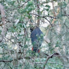 Calyptorhynchus lathami lathami at Broulee, NSW - suppressed