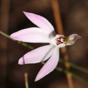 Caladenia fuscata at O'Connor, ACT - suppressed