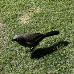 Struthidea cinerea (Apostlebird) at Parkes, NSW - 1 Sep 2023 by SimoneC