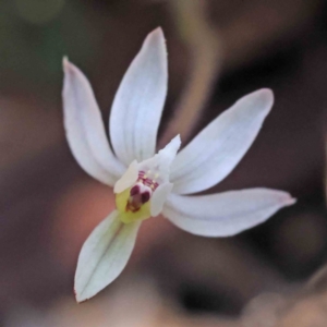 Caladenia fuscata at O'Connor, ACT - suppressed