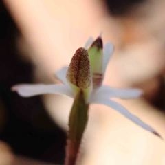 Caladenia fuscata at O'Connor, ACT - 5 Sep 2023