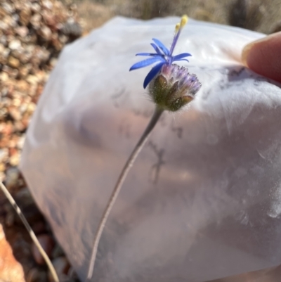 Brunonia australis (Blue Pincushion) at Lightning Ridge, NSW - 25 Aug 2023 by SimoneC