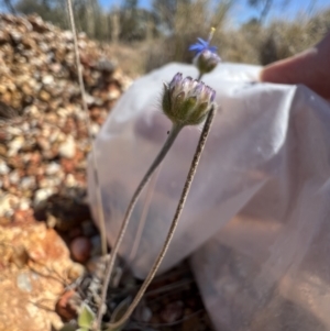 Brunonia australis at Lightning Ridge, NSW - 25 Aug 2023