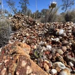 Brunonia australis at Lightning Ridge, NSW - 25 Aug 2023