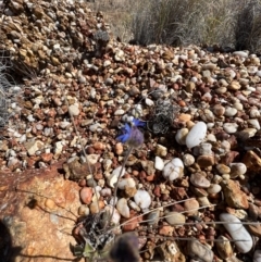 Brunonia australis at Lightning Ridge, NSW - 25 Aug 2023