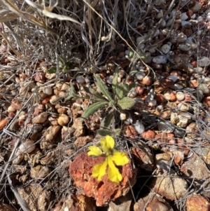 Goodenia willisiana at Lightning Ridge, NSW - 25 Aug 2023