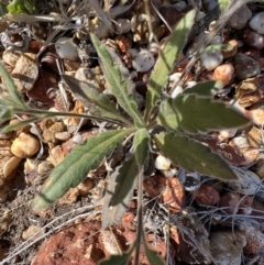 Goodenia willisiana at Lightning Ridge, NSW - 25 Aug 2023 11:49 AM