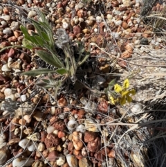 Goodenia willisiana at Lightning Ridge, NSW - 25 Aug 2023 11:49 AM