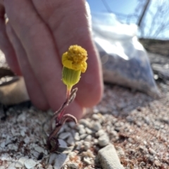 Senecio gregorii (Fleshy Groundsel, Yellow Tops) at Lightning Ridge, NSW - 25 Aug 2023 by SimoneC