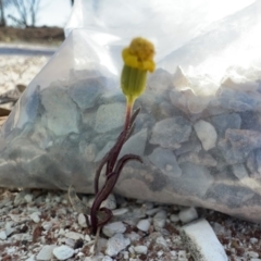 Senecio gregorii at Lightning Ridge, NSW - 25 Aug 2023