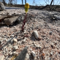 Senecio gregorii at Lightning Ridge, NSW - 25 Aug 2023