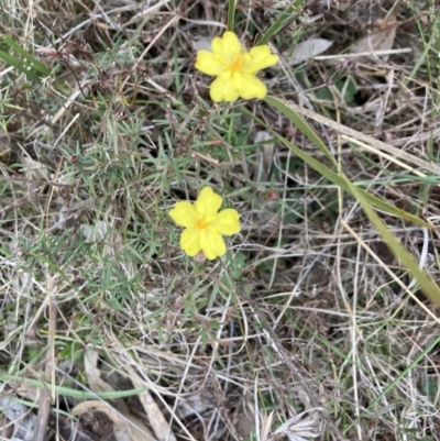 Hibbertia calycina (Lesser Guinea-flower) at Bruce Ridge to Gossan Hill - 5 Sep 2023 by lyndallh