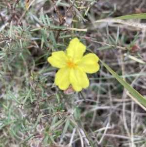 Hibbertia calycina at Bruce, ACT - 5 Sep 2023