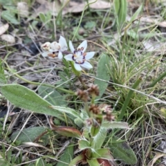 Wurmbea dioica subsp. dioica (Early Nancy) at Flea Bog Flat, Bruce - 5 Sep 2023 by lyndallh