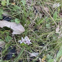 Wurmbea dioica subsp. dioica at Bruce, ACT - 5 Sep 2023