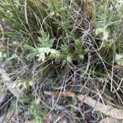 Melichrus urceolatus (Urn Heath) at Flea Bog Flat, Bruce - 5 Sep 2023 by lyndallh