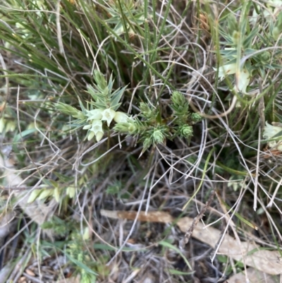 Melichrus urceolatus (Urn Heath) at Flea Bog Flat, Bruce - 5 Sep 2023 by lyndallh