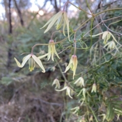 Clematis leptophylla (Small-leaf Clematis, Old Man's Beard) at Flea Bog Flat, Bruce - 5 Sep 2023 by lyndallh