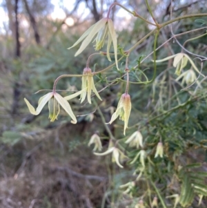 Clematis leptophylla at Bruce, ACT - 5 Sep 2023