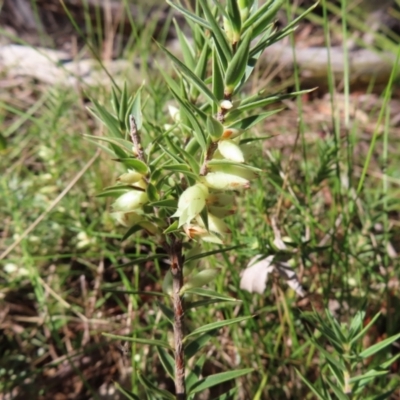 Melichrus urceolatus (Urn Heath) at Mount Fairy, NSW - 2 Sep 2023 by MatthewFrawley