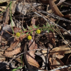 Acacia gunnii (Ploughshare Wattle) at QPRC LGA - 2 Sep 2023 by MatthewFrawley