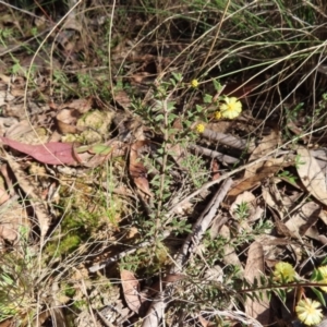 Acacia gunnii at Mount Fairy, NSW - 2 Sep 2023 10:22 AM