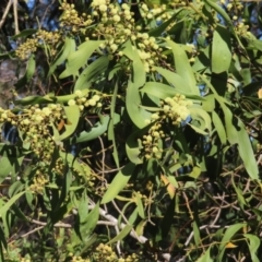 Acacia melanoxylon (Blackwood) at Mount Fairy, NSW - 2 Sep 2023 by MatthewFrawley