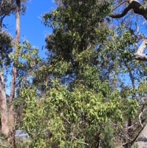 Acacia melanoxylon at Mount Fairy, NSW - 2 Sep 2023 10:25 AM