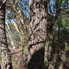 Acacia melanoxylon at Mount Fairy, NSW - 2 Sep 2023