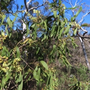 Acacia melanoxylon at Mount Fairy, NSW - 2 Sep 2023 10:25 AM