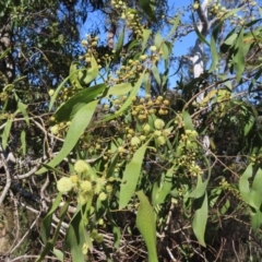 Acacia melanoxylon at Mount Fairy, NSW - 2 Sep 2023 10:25 AM