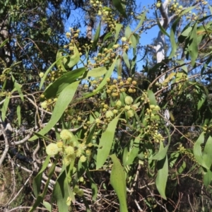 Acacia melanoxylon at Mount Fairy, NSW - 2 Sep 2023
