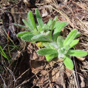 Wahlenbergia sp. at Mount Fairy, NSW - 2 Sep 2023