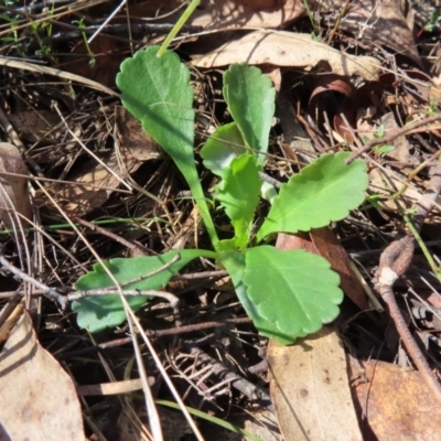 Brachyscome spathulata (Coarse Daisy, Spoon-leaved Daisy) at Mount Fairy, NSW - 2 Sep 2023 by MatthewFrawley