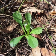 Brachyscome spathulata at Mount Fairy, NSW - 2 Sep 2023 10:32 AM