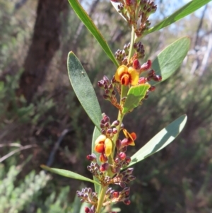 Daviesia mimosoides subsp. mimosoides at Mount Fairy, NSW - 2 Sep 2023