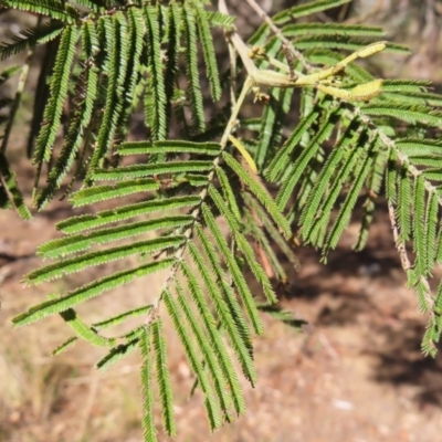 Acacia mearnsii (Black Wattle) at QPRC LGA - 2 Sep 2023 by MatthewFrawley