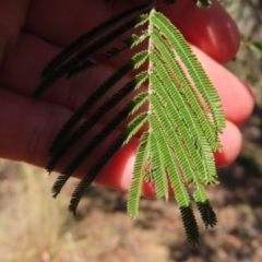 Acacia mearnsii at Mount Fairy, NSW - 2 Sep 2023