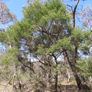 Acacia mearnsii at Mount Fairy, NSW - 2 Sep 2023