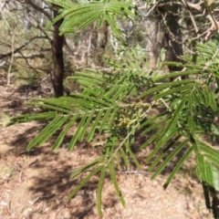 Acacia mearnsii at Mount Fairy, NSW - 2 Sep 2023 10:49 AM