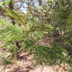 Acacia mearnsii at Mount Fairy, NSW - 2 Sep 2023 10:49 AM