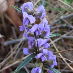 Hovea heterophylla at Mount Fairy, NSW - 2 Sep 2023