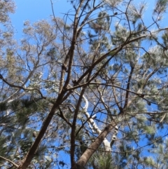 Allocasuarina littoralis at Mount Fairy, NSW - 2 Sep 2023