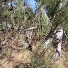 Allocasuarina littoralis at Mount Fairy, NSW - 2 Sep 2023