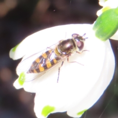 Simosyrphus grandicornis (Common hover fly) at Braidwood, NSW - 2 Sep 2023 by MatthewFrawley