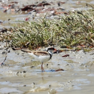 Charadrius melanops at Stuart, QLD - 4 Sep 2023