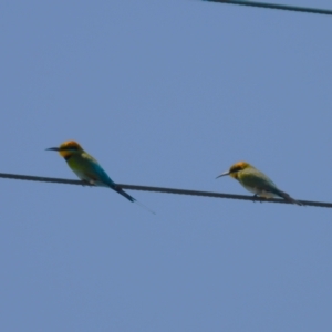 Merops ornatus at Stuart, QLD - 4 Sep 2023 11:47 AM