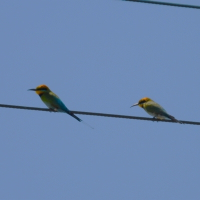 Merops ornatus (Rainbow Bee-eater) at Stuart, QLD - 4 Sep 2023 by TerryS