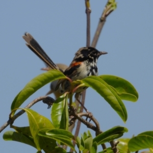 Malurus melanocephalus at Stuart, QLD - 4 Sep 2023