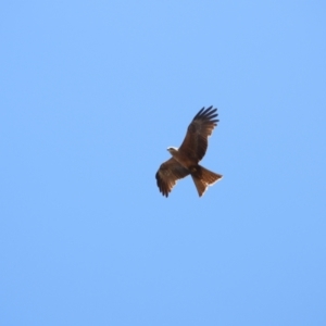 Milvus migrans at Stuart, QLD - 4 Sep 2023